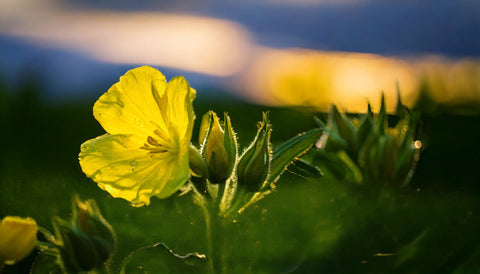 Nachtkerze: Geschichte, Wirkstoffe und heilende Kraft des Nachtkerzenöls
